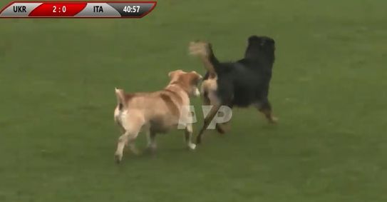 Курьез: в Полтавской области две собаки и лошадь чуть не сорвали футбольный матч со сборной Италии. ФОТО