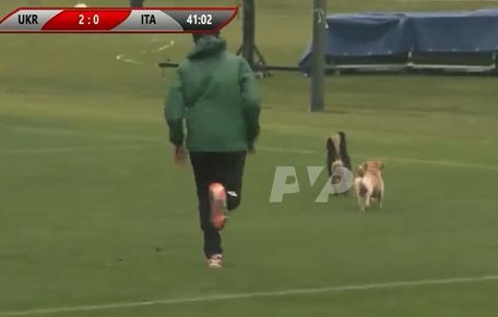 Курьез: в Полтавской области две собаки и лошадь чуть не сорвали футбольный матч со сборной Италии. ФОТО