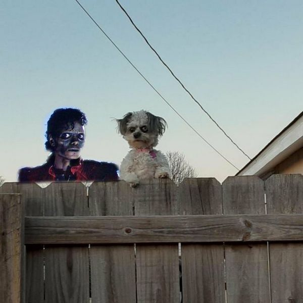 0_Pennywise-the-Clown-demon-dog-goes-viral-after-giving-neighbours-death-stareover-fence.jpg