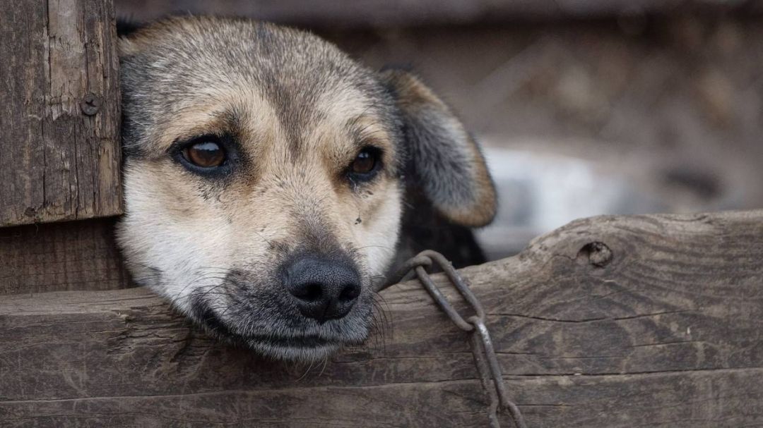Сахалинцу грозит тюрьма за мучительную гибель собаки