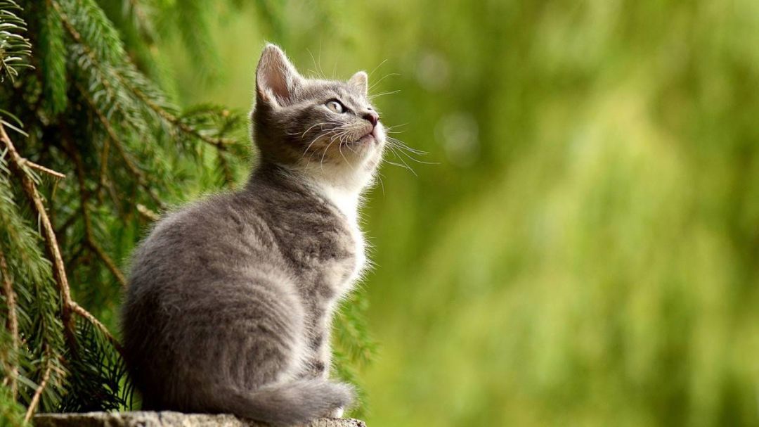 Мей-куны и бурманские кошки вошли в число пород, которые подходят для семей с детьми
