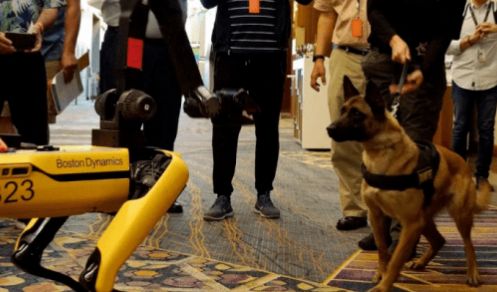 Курьез: прохожие засняли реакцию настоящего пса на роботизированных собак Boston Dynamics. ФОТО