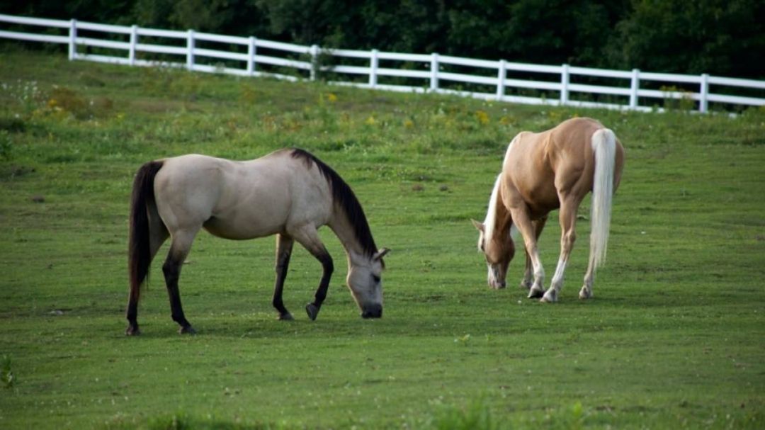 Ученые РАН определили место происхождения современных домашних лошадей