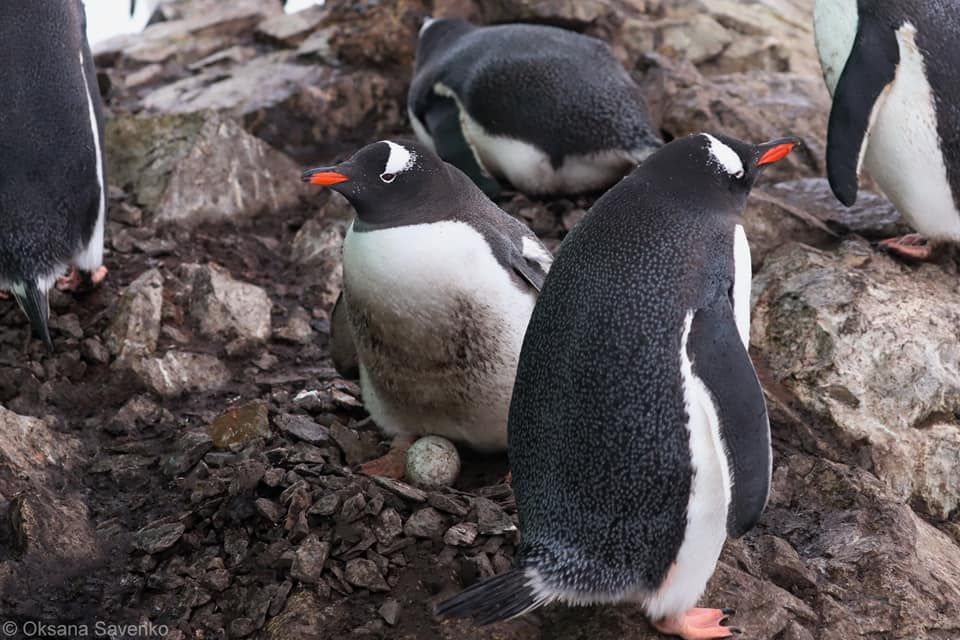 Пингвины подложили первое яйцо украинским полярникам прямо у двери станции