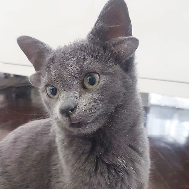 Курьез: уникальная кошка с четырьмя ушами покорила пользователей Сети (ФОТО)
