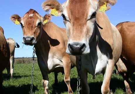 Правительство бьет тревогу: отечественные породы коров на грани исчезновения