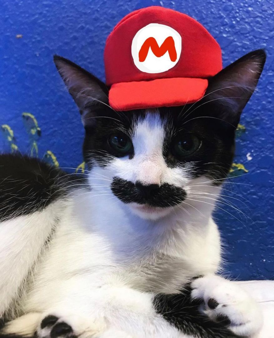 Кошка с усами как у Супер Марио стала новой звездой Instagram (ФОТО)