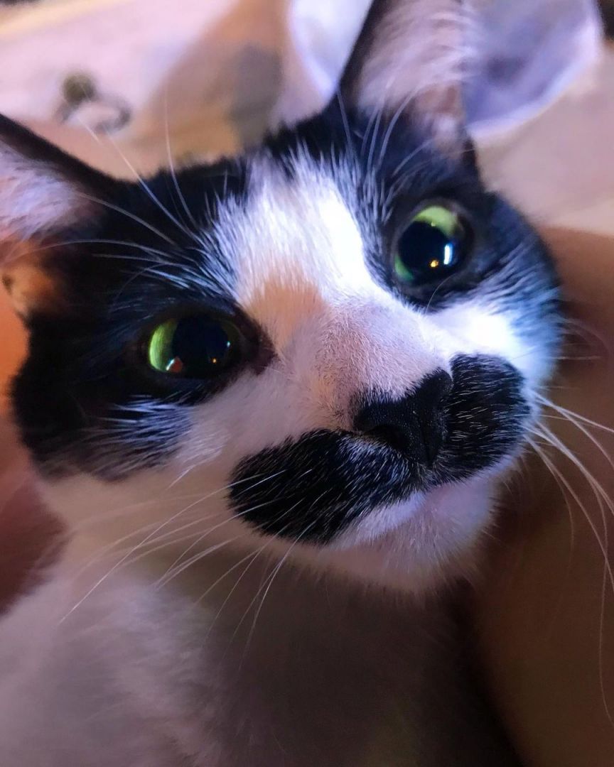 Кошка с усами как у Супер Марио стала новой звездой Instagram (ФОТО)