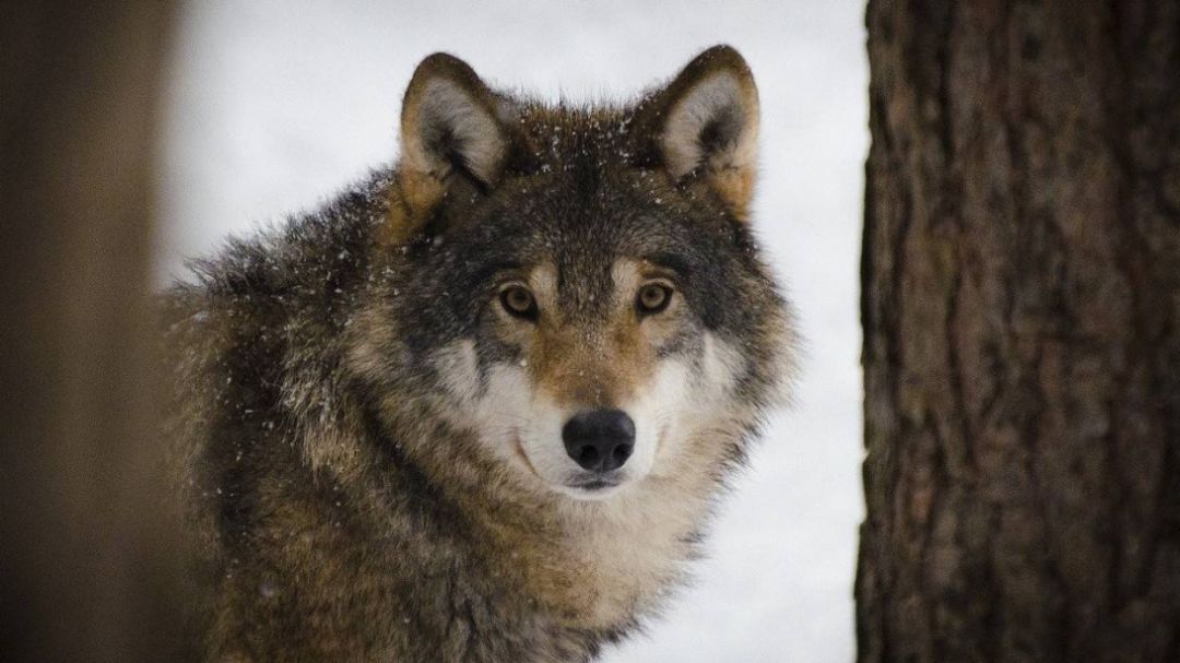 Во Франции после побега стаи волков из вольера закрыли зоопарк