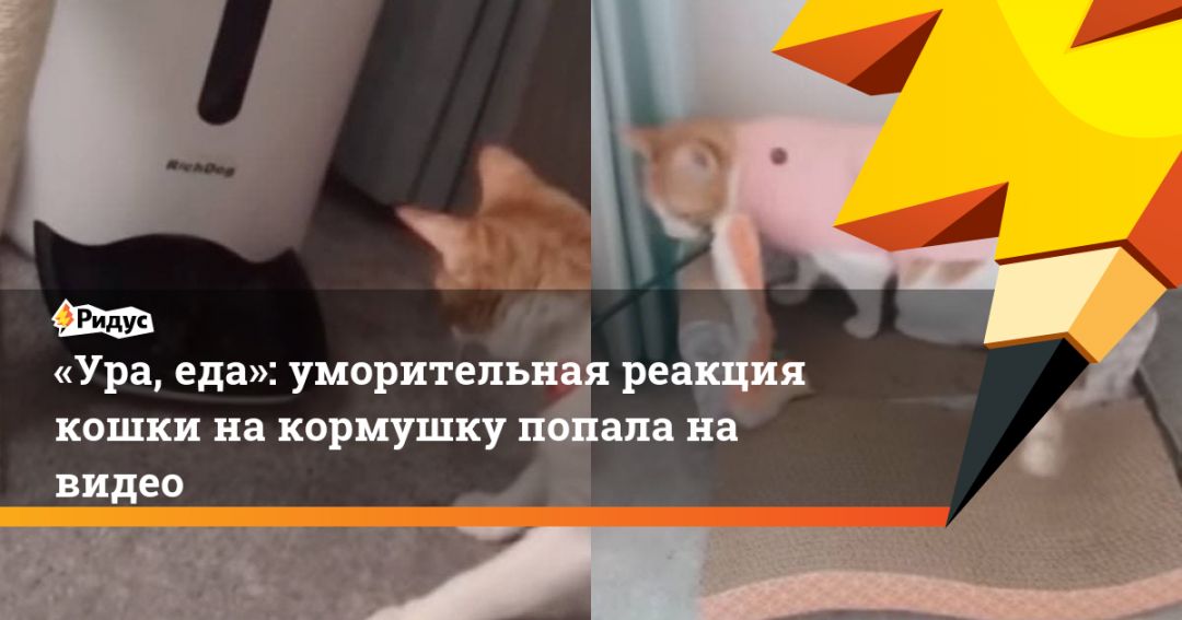 Как кошка реагирует на яркие предметы. Звуки на которые реагируют кошки. Кошка реагирует на хлопок 9902.