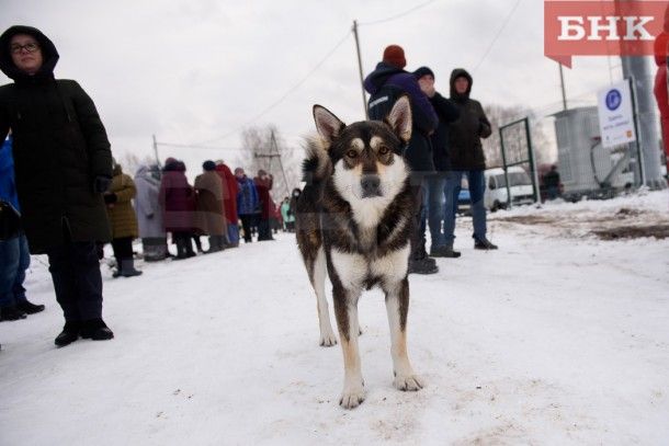 В Вуктыле появится муниципальный приют для собак
