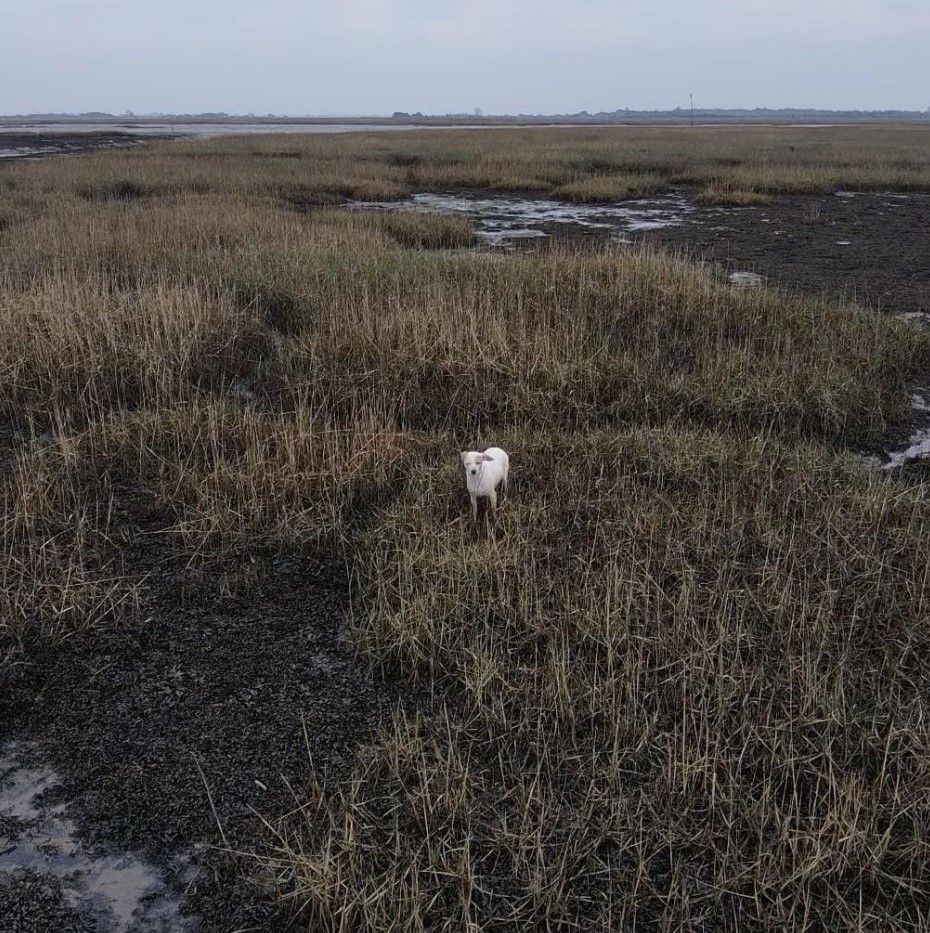 В Великобритании собаку спасли из болота с помощью сосиски, привязанной к дрону