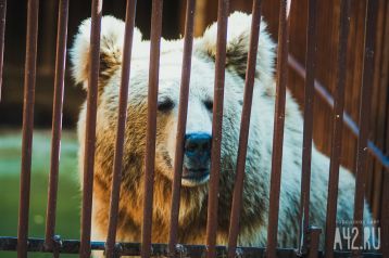 Фото: В ташкентском зоопарке женщина сбросила девочку в вольер к медведю 1