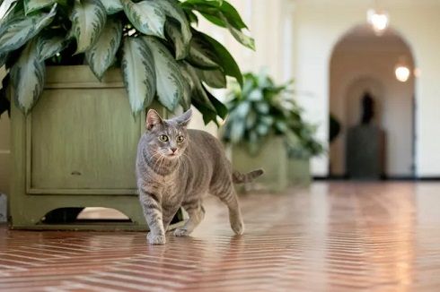 В Белом доме появилась «первая кошка США» — грациозная Уиллоу. ФОТО