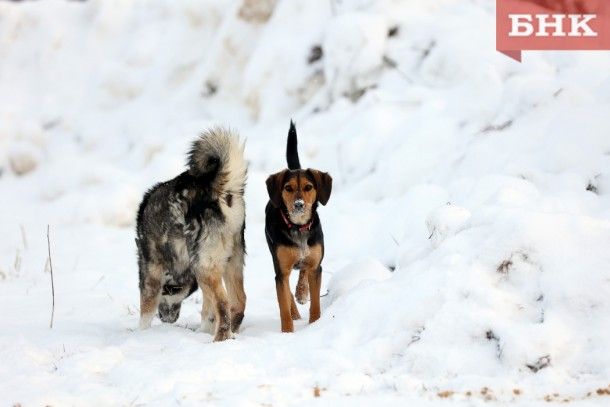 Мэрия Ухты заплатит 100 тысяч рублей за страх перед собаками