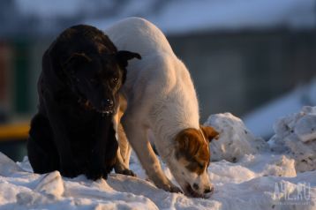 Фото: Кемеровчанка пожаловалась на стаю бездомных собак в Комсомольском парке 1