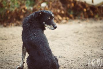 Фото: В Кузбассе спасли собаку, которая 10 дней ходила с капканом на голове 1