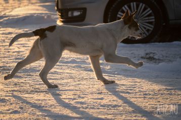 Фото: Спасли родители. Бродячие собаки в Липецкой области напали на 9-летнюю девочку 1