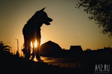 Фото: «Все животные отлавливаются гуманным способом»: власти кузбасского города прокомментировали отстрел собак 1