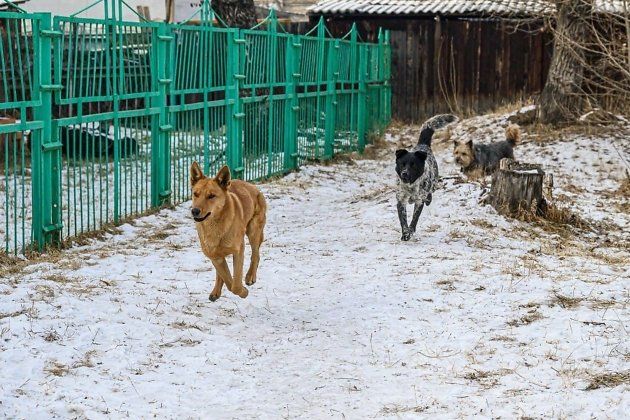 Бродячие собаки в Чите