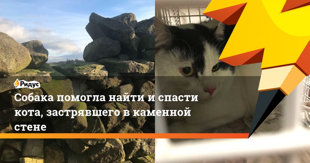 Пошел спасать. День спасения кошек. Спаси котика. Мир это котик. Котики за мир.