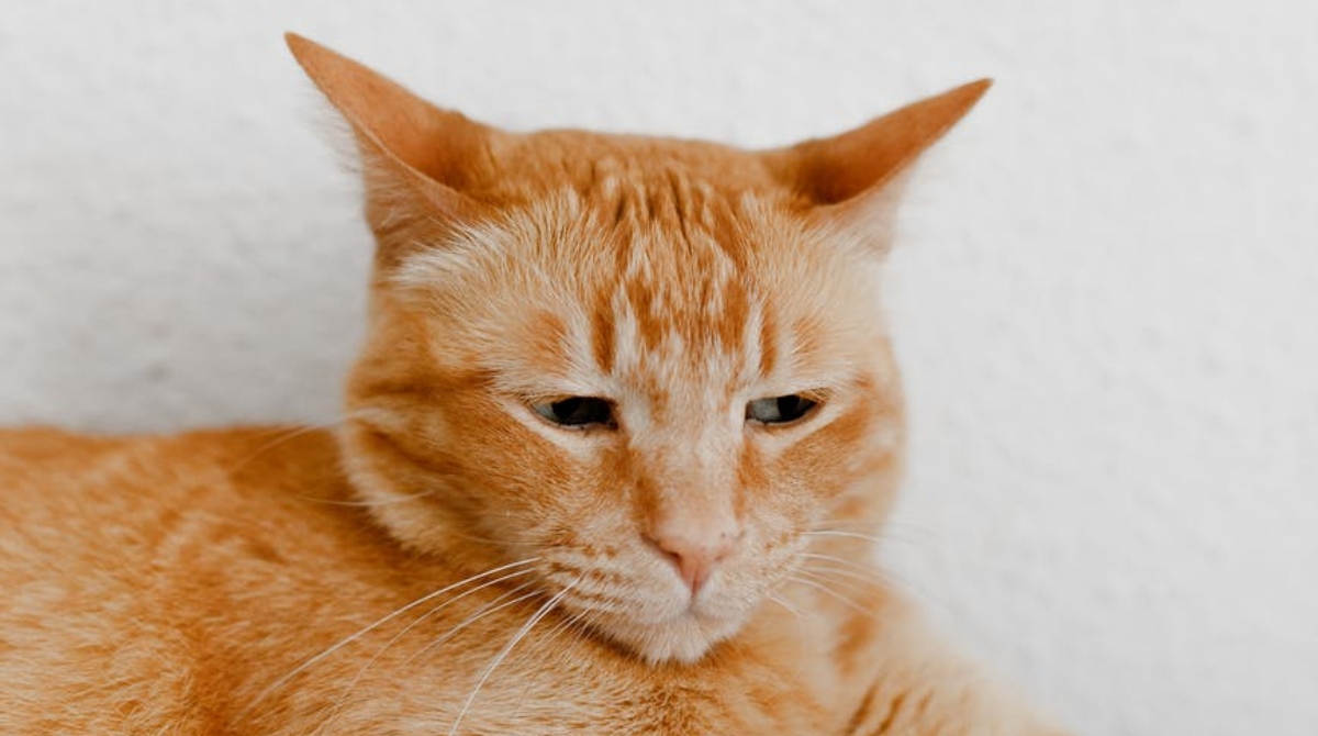 фото кота кузи рыжего