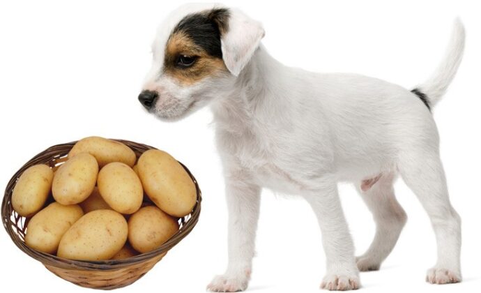 собака и миска с картошкой