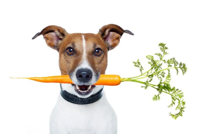 собака с морковкой во рту