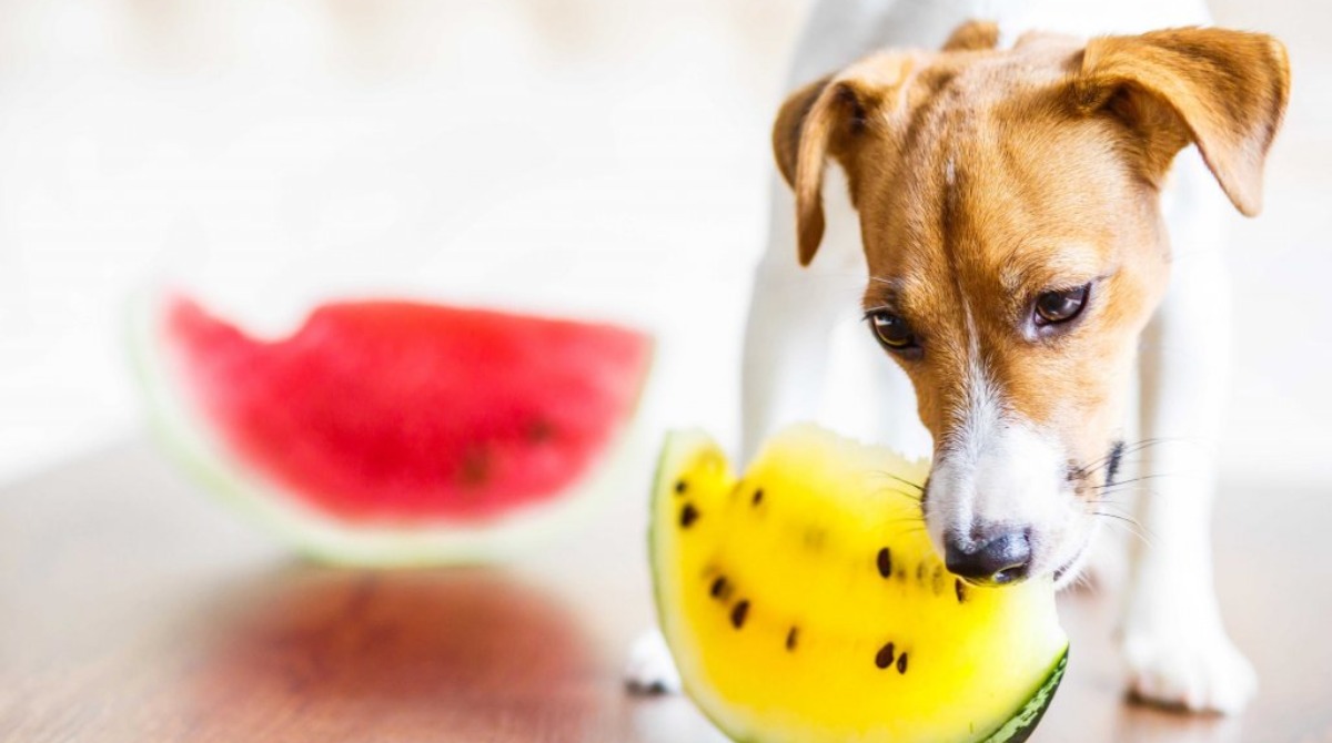 9 фруктов и овощей, которые может есть собака