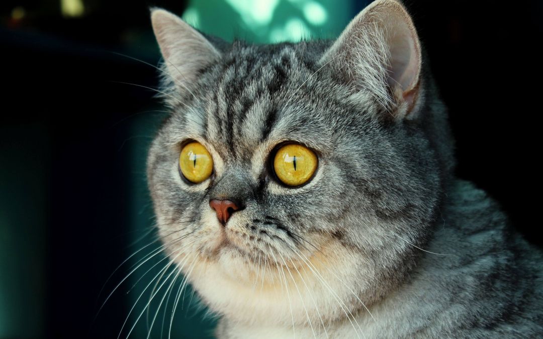 альбуцид кошке в глаз можно