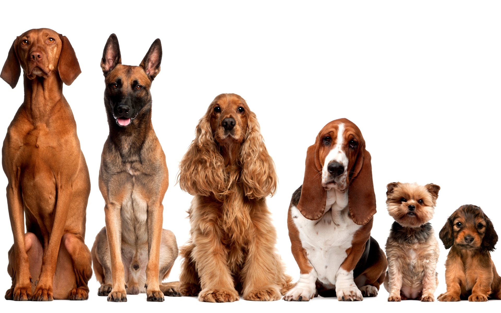 Порода собак в рекламе. Разные собаки. Разные породы собак. Собаки в ряд. Собаки разных размеров.