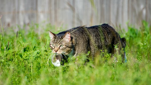 полосатый кот в траве