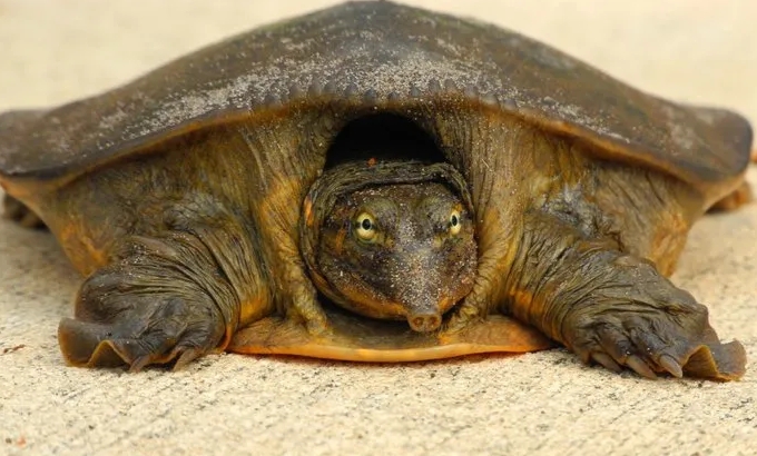 черепаха трионикс