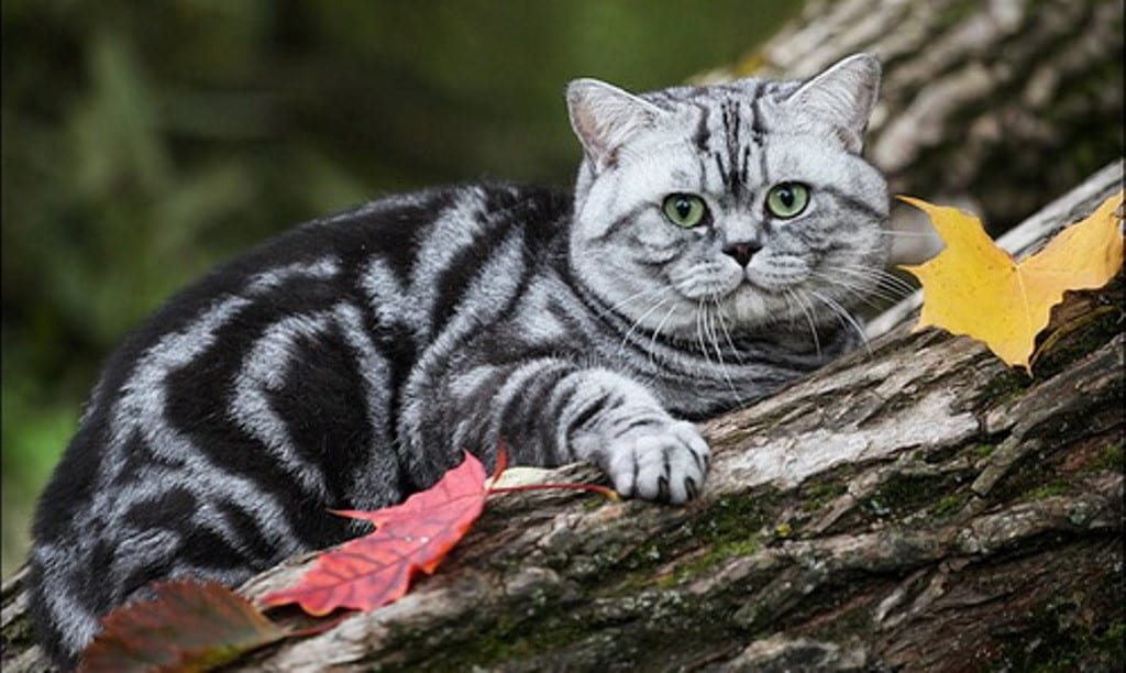 Фото британского кота мраморного окраса