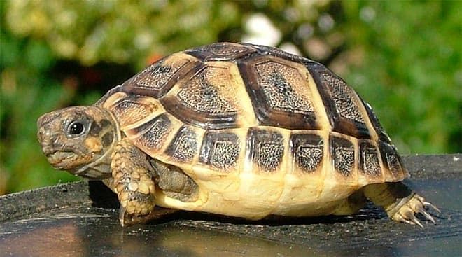 среднеазиатская черепаха