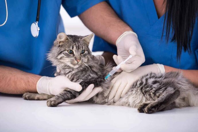 ветеринар делает прививку серой кошке