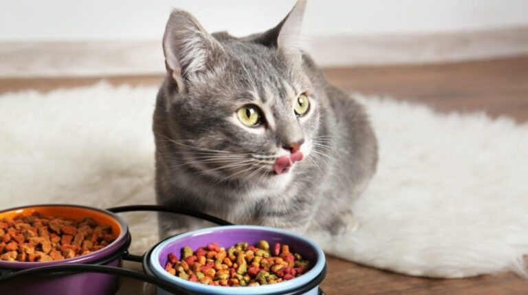 Почему кошка оглядывается, когда ест? 3 главных причины | Мур ТВ