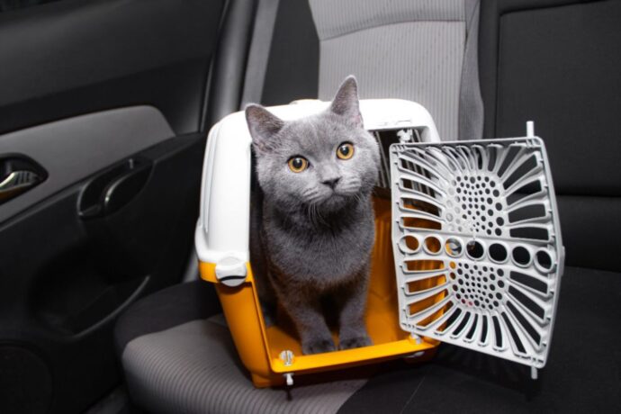 кошка в переноске в авто