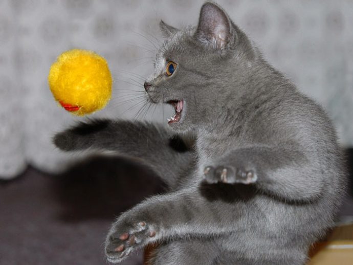 серая кошка ловит желтый мяч