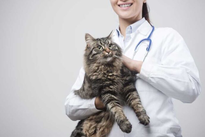 серая кошка в руках ветеринара