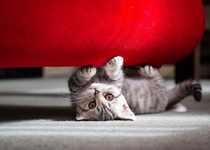 серая кошка под диваном