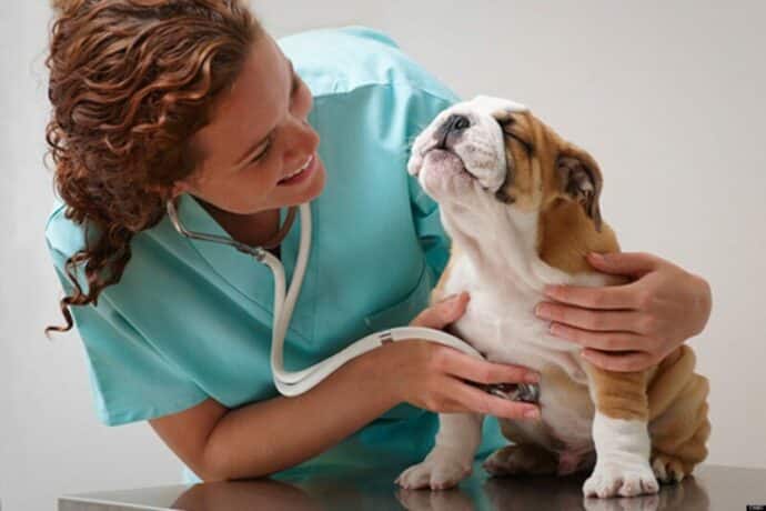 ветеринар с собакой