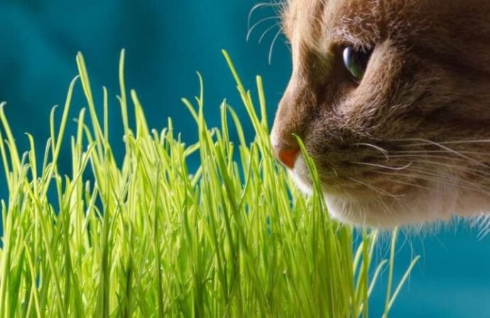 кошачья трава и кошка