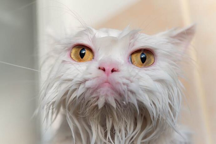 голова белой персидской кошки