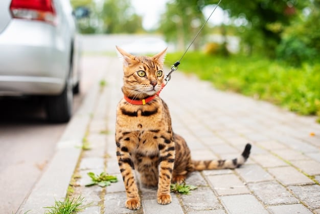 кот на поводке на улице
