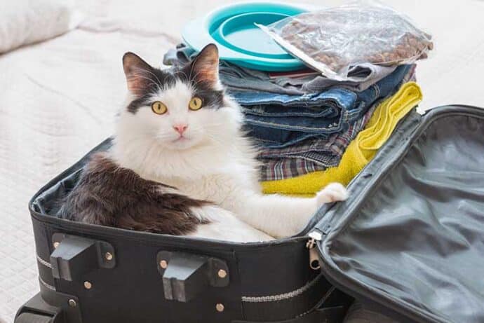 кошка в чемодане с вещами