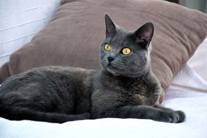 кошка пепельного цвета лежит на диване