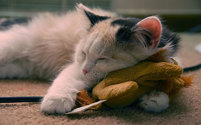 кот спит на игрушке