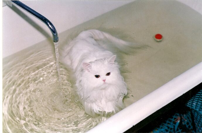белая персидская кошка в ванне