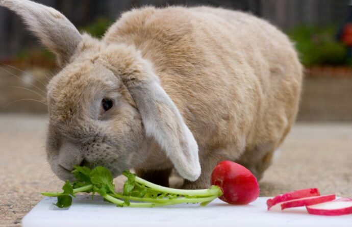 серый кролик ест редис